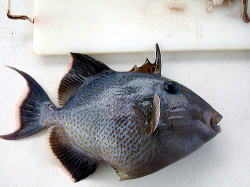 沖縄の魚2 沖縄の釣り トローリング マリンハウスユリカゴ