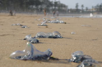 �J�c�I�m�G�{�V