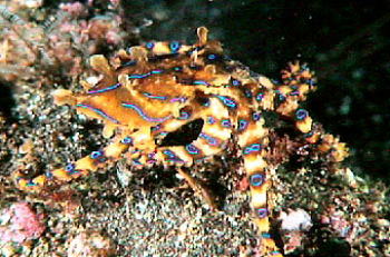 ヒョウモンダコ